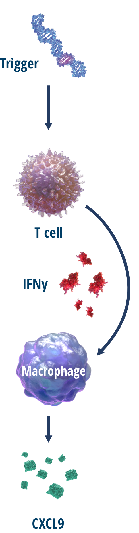 Graphical steps of CXCL9 production triggered by IFNγ activity