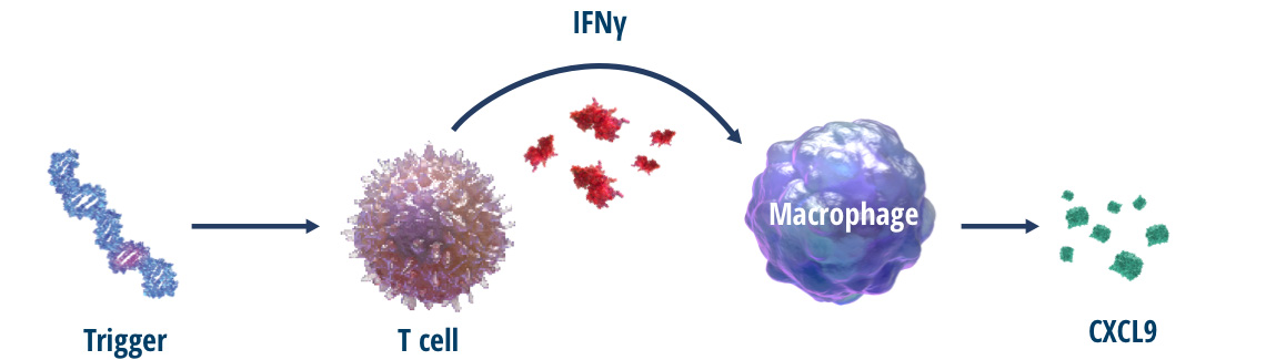 Graphical steps of CXCL9 production triggered by IFNγ activity