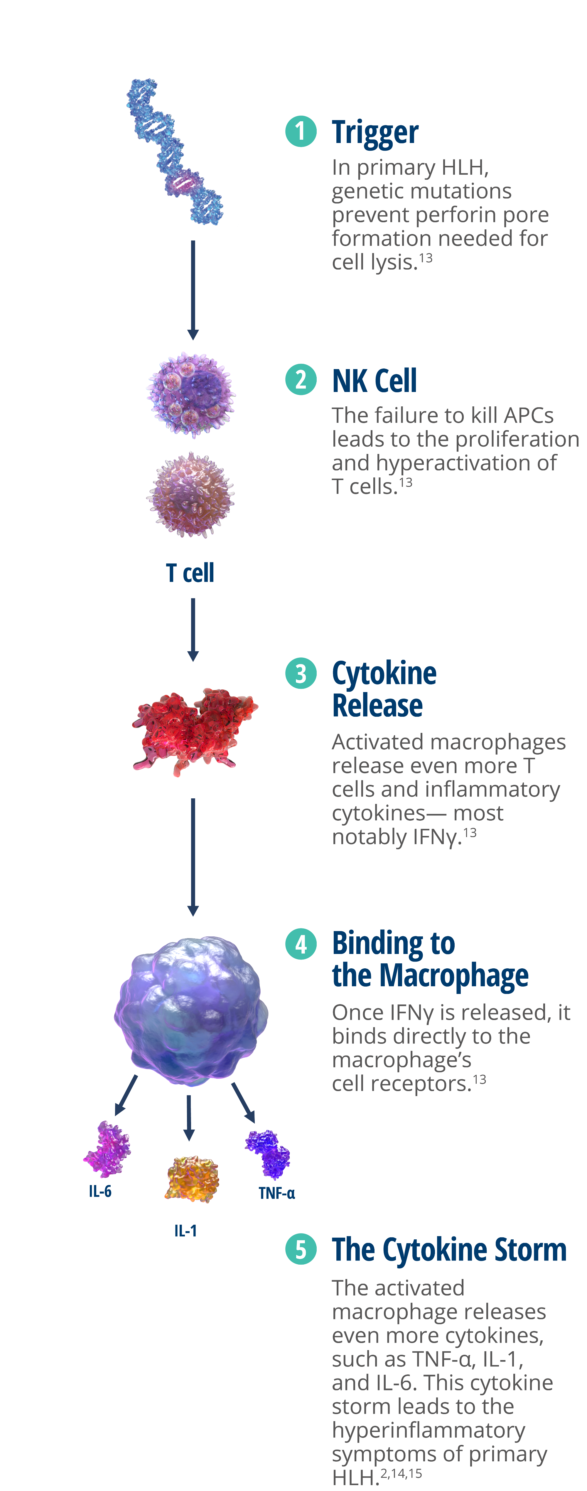 IFNγ activates a macrophage to release cytokines