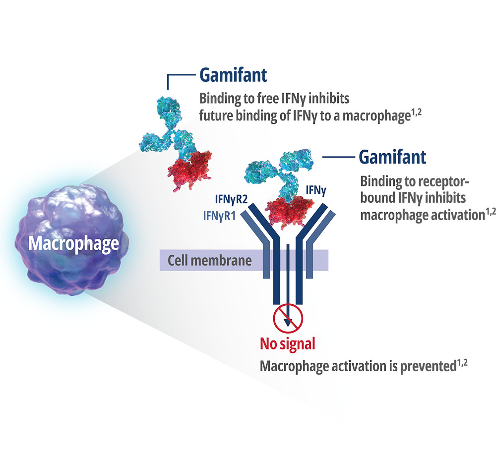 Gamifant bonds to IFNγ to block the activation of macrophages and downstream release of cytokines