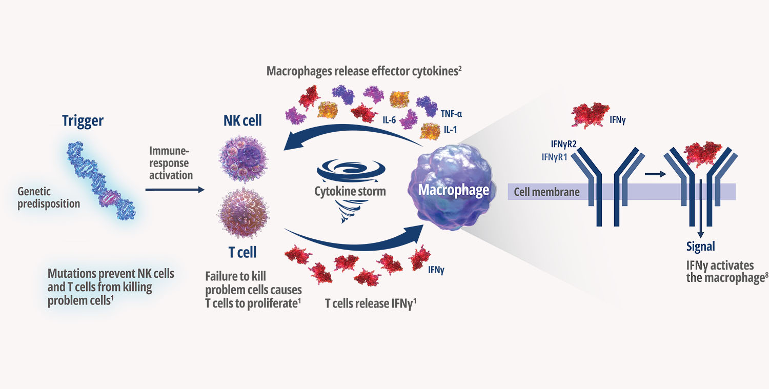 Graphical steps of IFNγ activating a macrophage to release cytokines. Genetic trigger highlighted